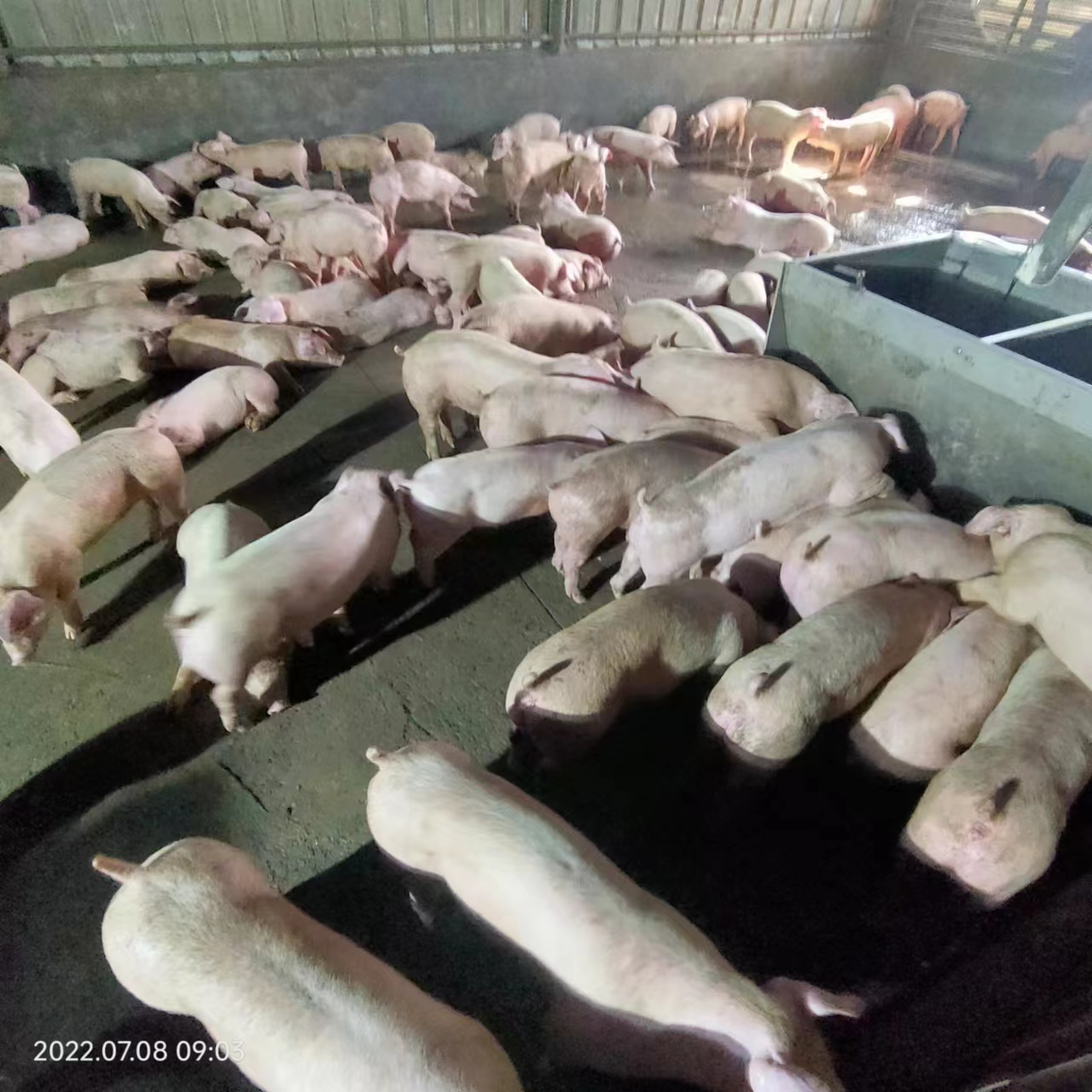 腊肠（礼盒装4斤）